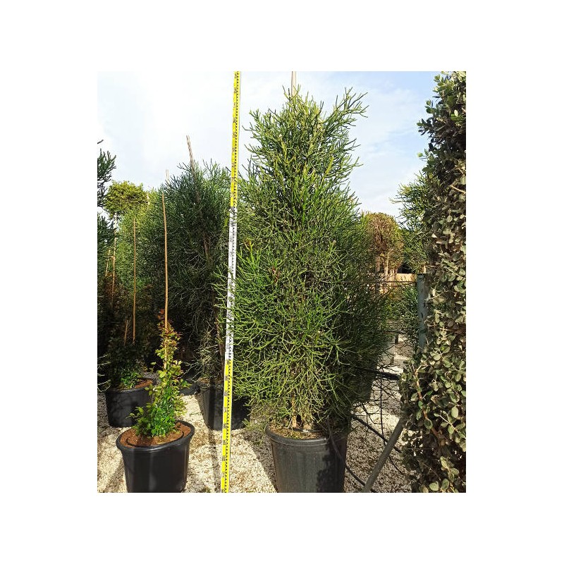 Euphorbia tirucalli