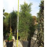 Euphorbia tirucalli
