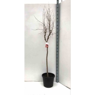 Punica granatum