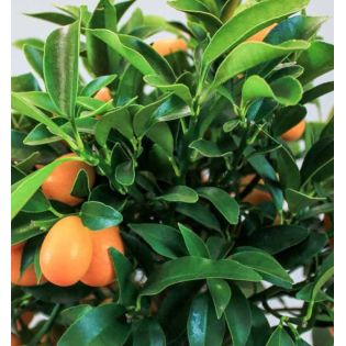 Citrus Kumquat agrumes (Fortunella margarita)