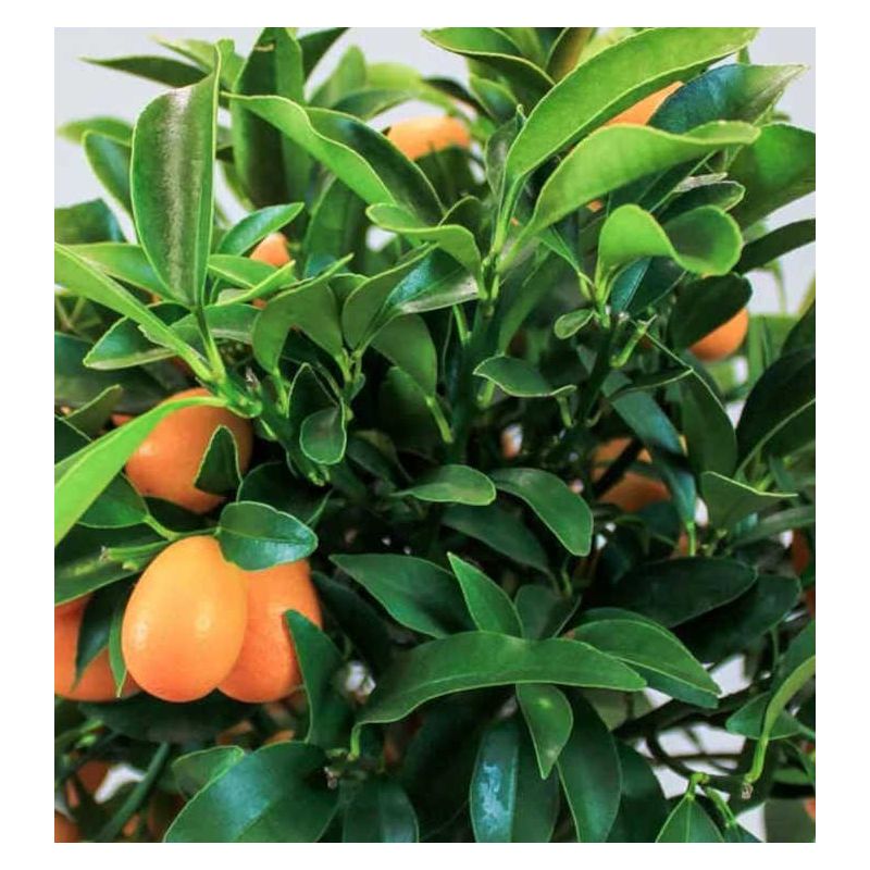 Citrus Kumquat agrumes (Fortunella margarita)