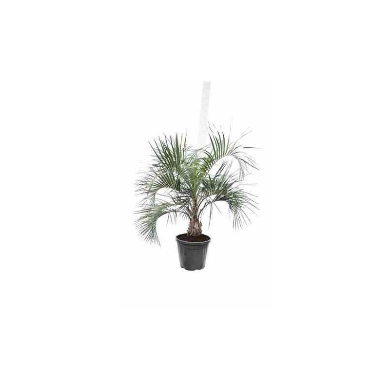 Butia capitata (Palmier à vin ou gelée)