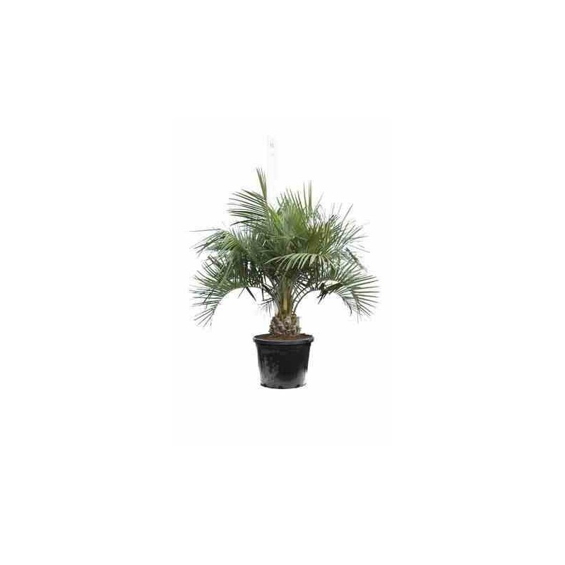 Butia capitata (Palmier à vin ou gelée)