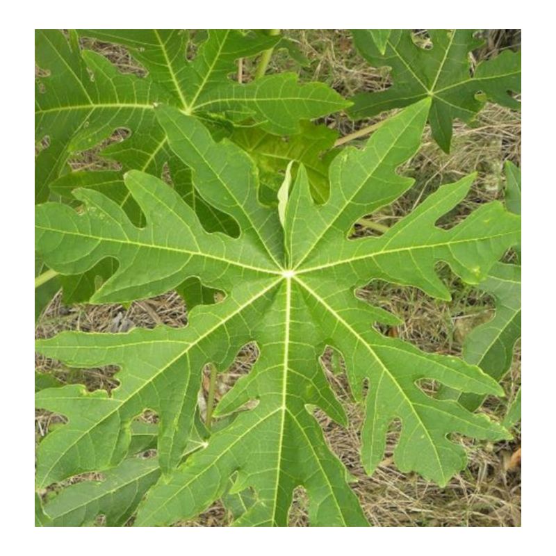 Papayère : Carica papaya solo