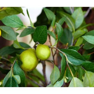 Citrus limon (citronnier)