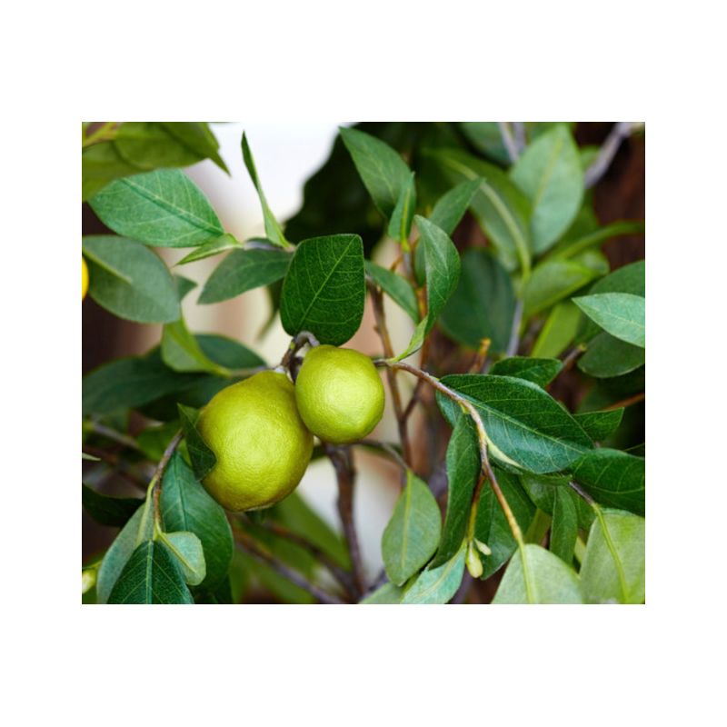 Citrus limon (citronnier)