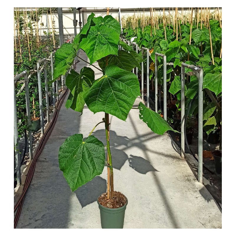 Dombeya x cayeuxii