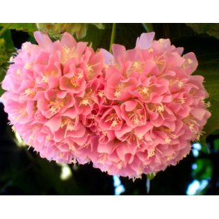 Dombeya x cayeuxii