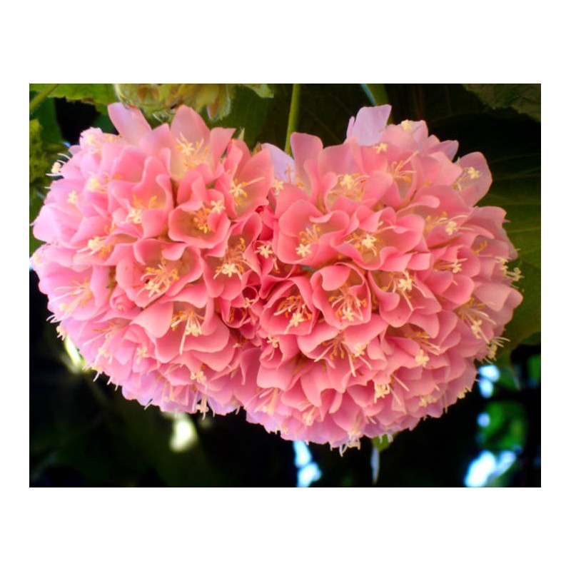 Dombeya x cayeuxii