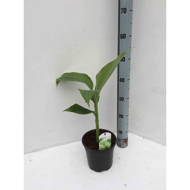 Musa basjoo sp. Sapporo (Bananier rustique)