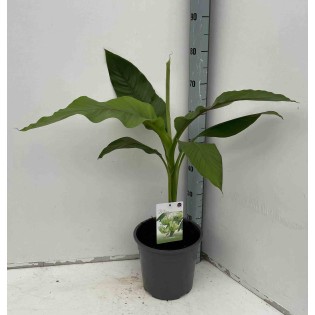 Musa basjoo sp. Sapporo (Bananier rustique)