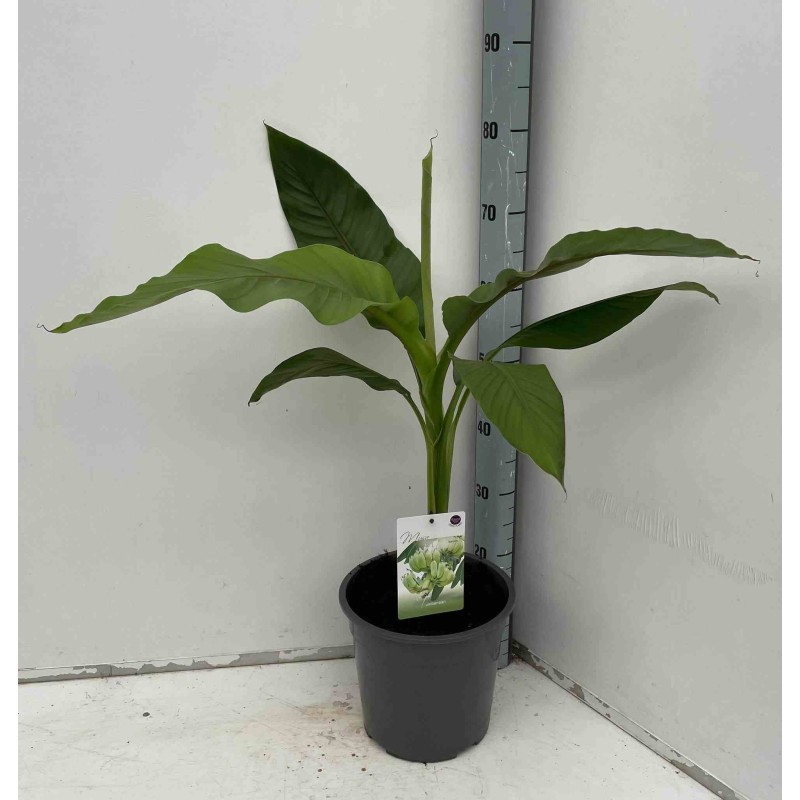 Musa basjoo sp. Sapporo (Bananier rustique)