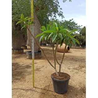 Exemplaire Plumeria rubra rose (frangipanier)