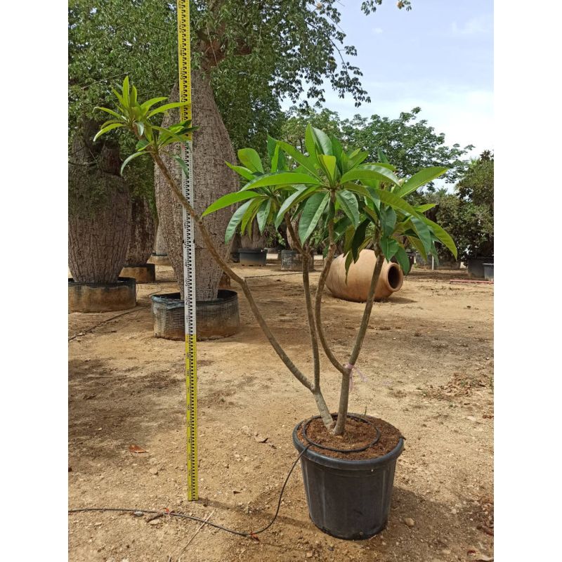 Exemplaire Plumeria rubra rose (frangipanier)