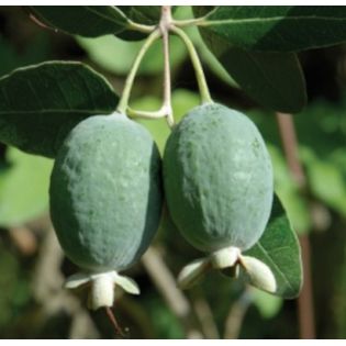 Acca sellowiana ‘Mammoth’ – Feijoa à gros fruits (ananas feijoa ou goyave)