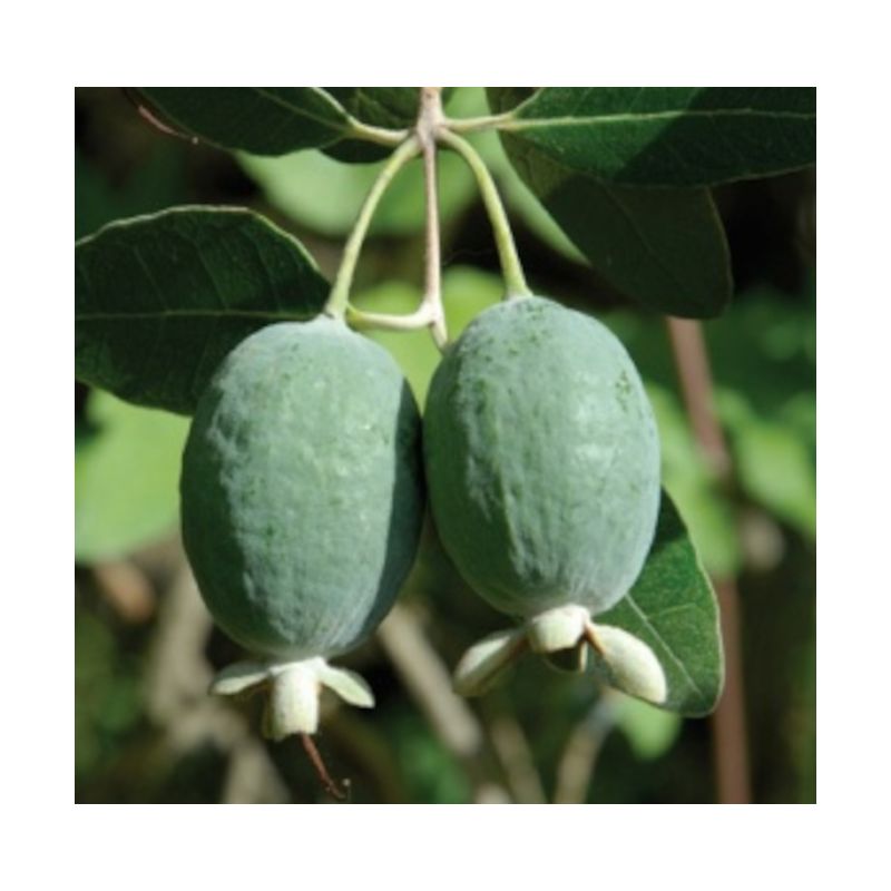 Acca sellowiana ‘Mammoth’ – Feijoa à gros fruits (ananas feijoa ou goyave)