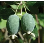 Acca sellowiana ‘Mammoth’ – Feijoa à gros fruits (ananas feijoa ou goyave)