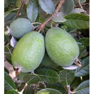 Acca sellowiana ‘Triumph’ – (ananas feijoa ou goyave)