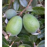 Acca sellowiana ‘Triumph’ – (ananas feijoa ou goyave)