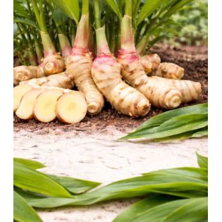 Alpinia galanga