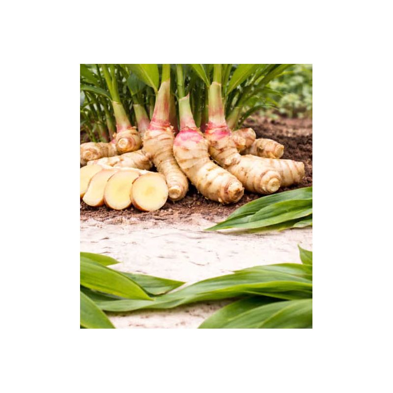 Alpinia galanga