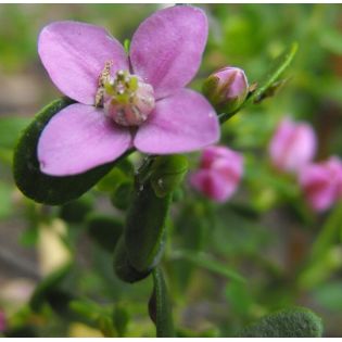 Boronia crenulata – Boronie à feuilles crénelées