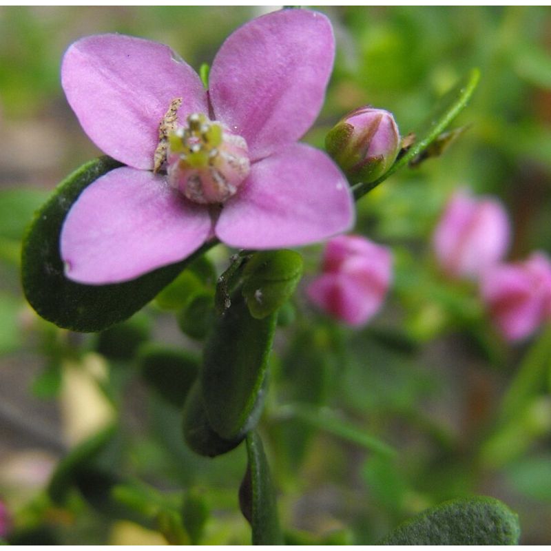 Boronia crenulata – Boronie à feuilles crénelées