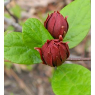 Calycanthus floridus – Arbre aux anémones