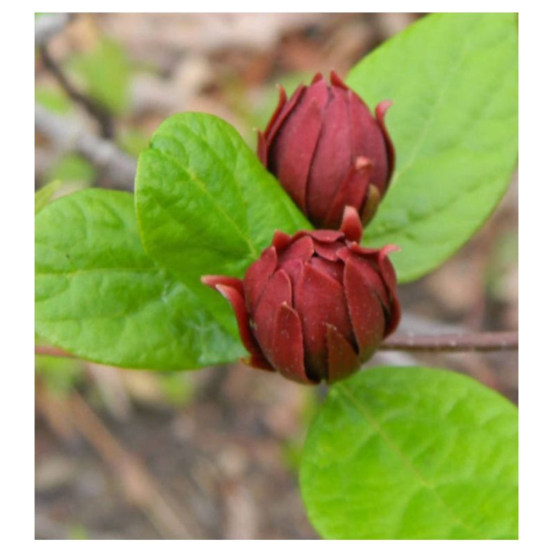 Calycanthus floridus – Arbre aux anémones
