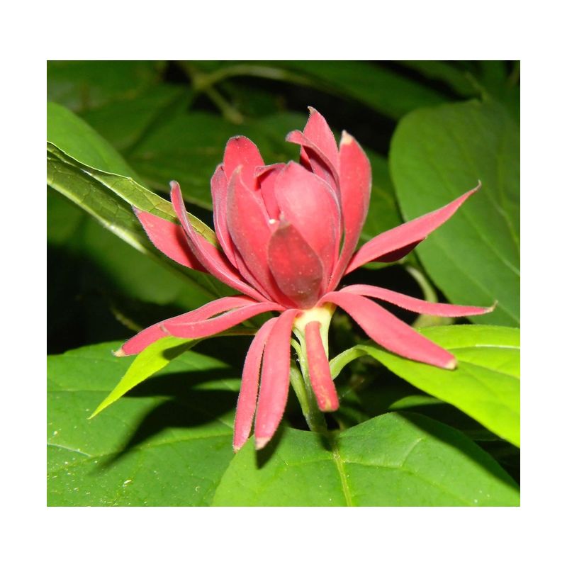 Calycanthus floridus – Arbre aux anémones