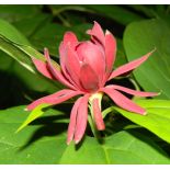 Calycanthus floridus – Arbre aux anémones
