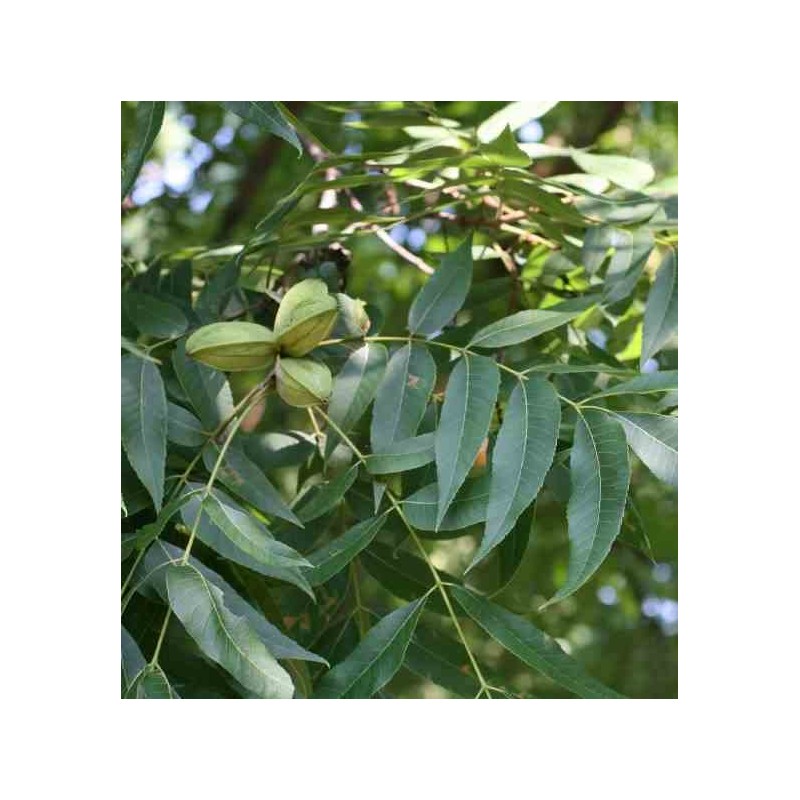 Carya illinoinensis (noix de noix de pécan, pacanier)