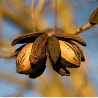 Carya illinoinensis ‘Cape Fear’ (noix de noix de pecan, pacanier)
