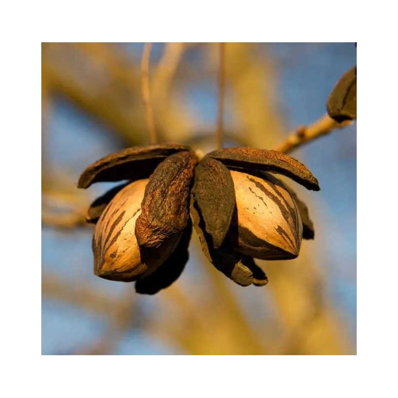 Carya illinoinensis ‘Cape Fear’ (noix de noix de pecan, pacanier)