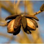Carya illinoinensis ‘Cape Fear’ (noix de noix de pecan, pacanier)