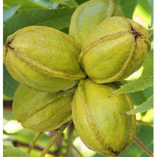 Carya illinoinensis ‘Cape Fear’ (noix de noix de pecan, pacanier)