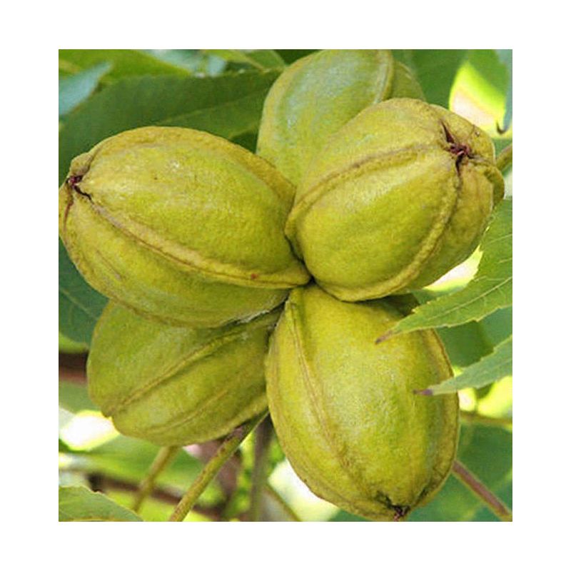Carya illinoinensis ‘Cape Fear’ (noix de noix de pecan, pacanier)