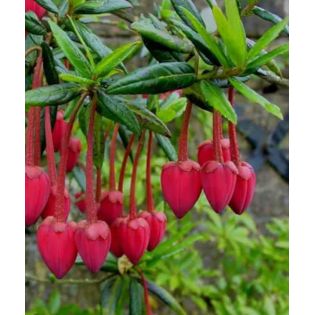 Crinodendron hookerianum – Arbre aux lanternes du Chili