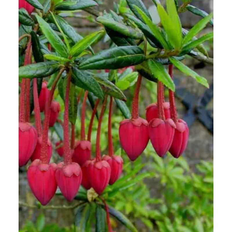 Crinodendron hookerianum – Arbre aux lanternes du Chili