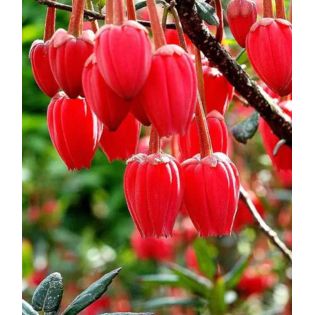 Crinodendron hookerianum – Arbre aux lanternes du Chili