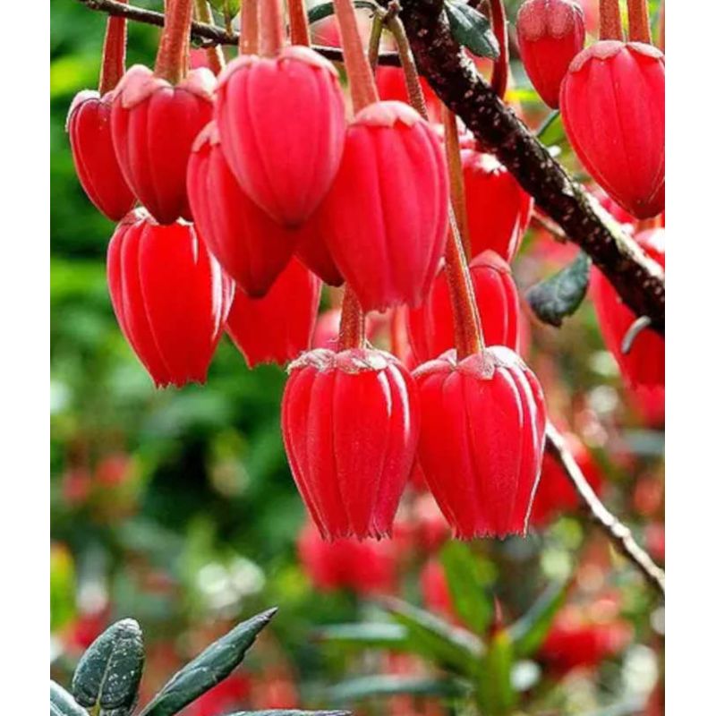 Crinodendron hookerianum – Arbre aux lanternes du Chili