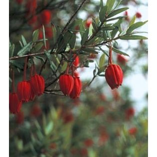 Crinodendron hookerianum – Arbre aux lanternes du Chili