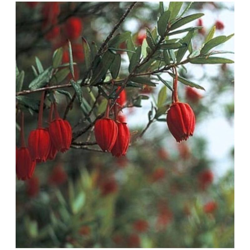 Crinodendron hookerianum – Arbre aux lanternes du Chili