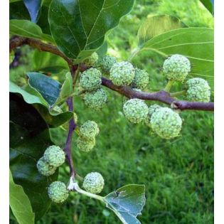 Cudrania tricuspidata.(cudrane, che, mûrier de Chine.)