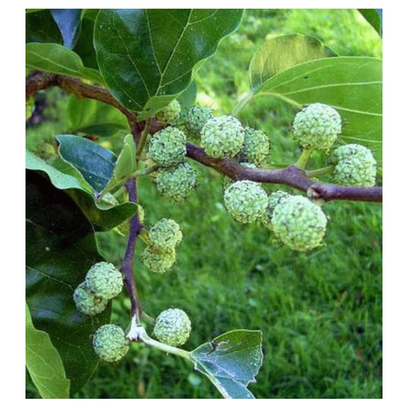 Cudrania tricuspidata.(cudrane, che, mûrier de Chine.)