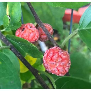 Cudrania tricuspidata.(cudrane, che, mûrier de Chine.)