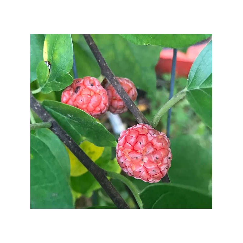 Cudrania tricuspidata.(cudrane, che, mûrier de Chine.)
