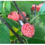 Cudrania tricuspidata.(cudrane, che, mûrier de Chine.)