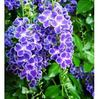 Duranta repens – Vanillier de Cayenne