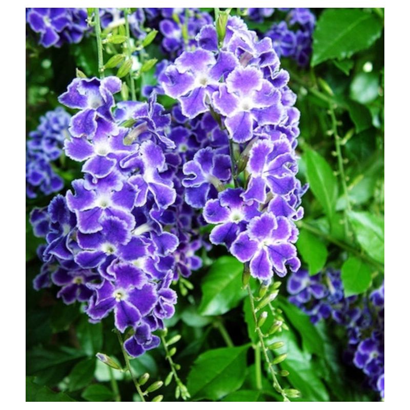 Duranta repens – Vanillier de Cayenne